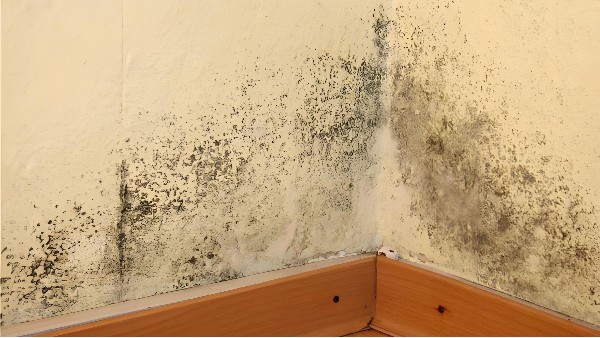 建筑室內(nèi)發(fā)霉怎么辦？