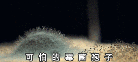 霉菌示例 霉菌在墻面生長的動態(tài)示意圖
